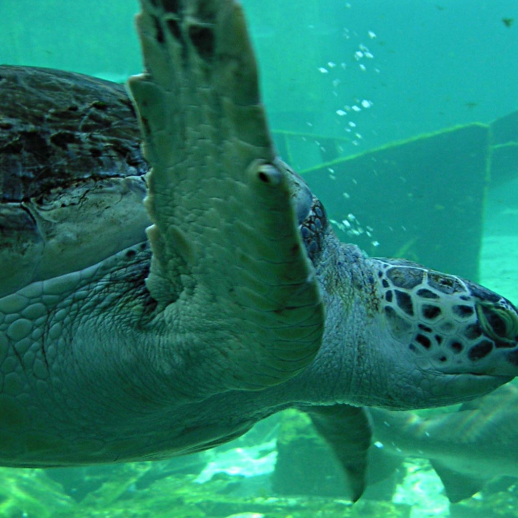 Морская черепаха