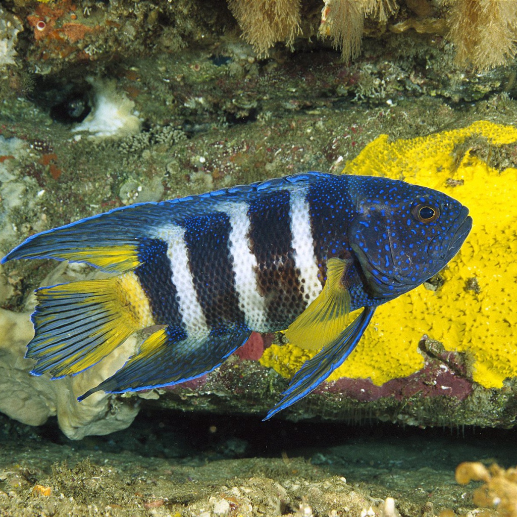 Восточный голубой дьявол