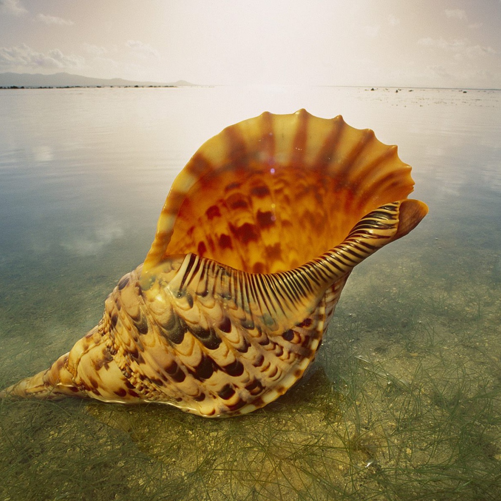 Морская раковина