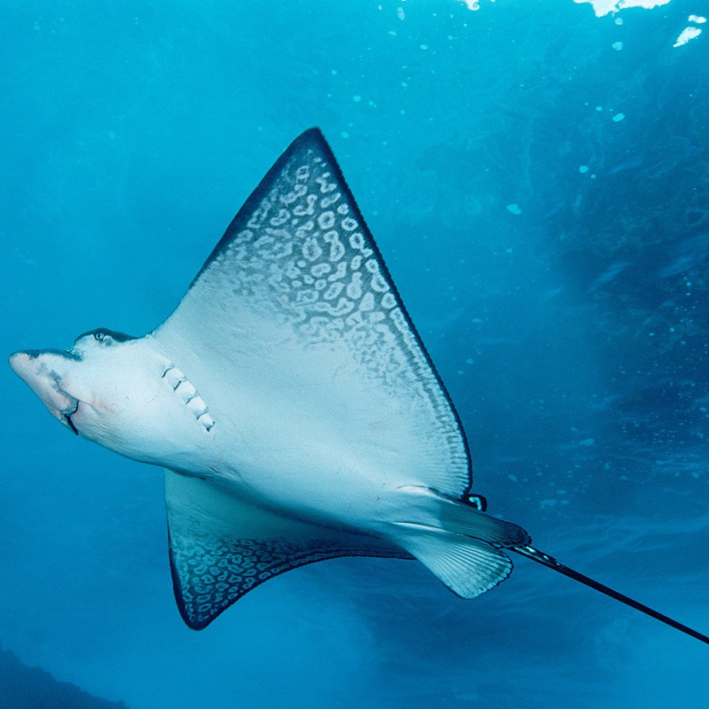 Морской скат