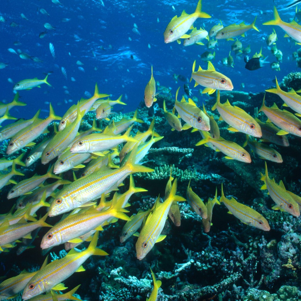 Стая желтых рыбок