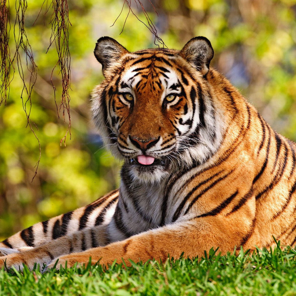 Уссурийский тигр