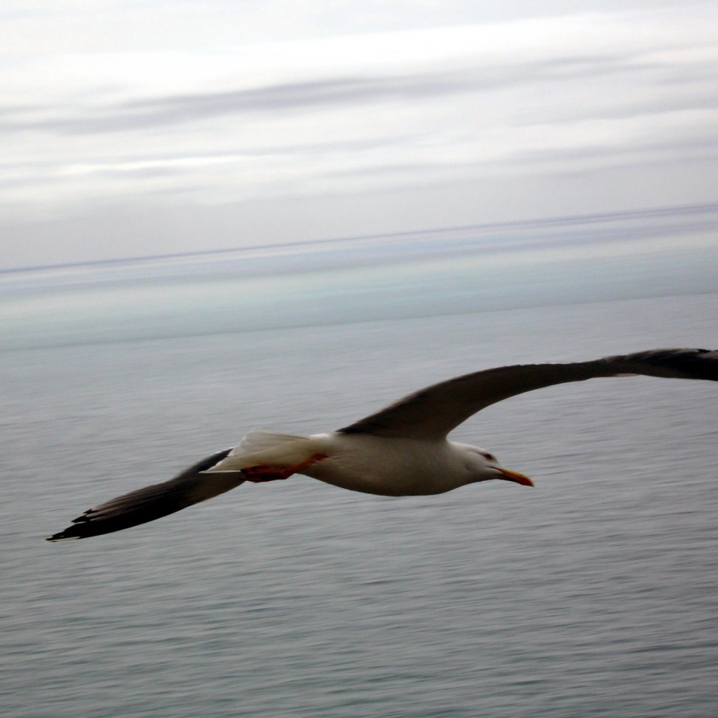 Полет птицы