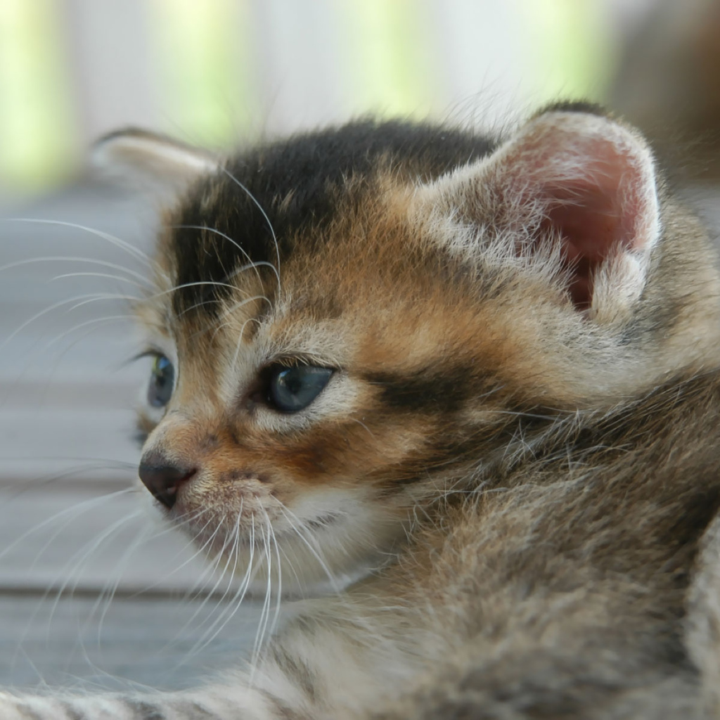 Котенок с голубыми глазками