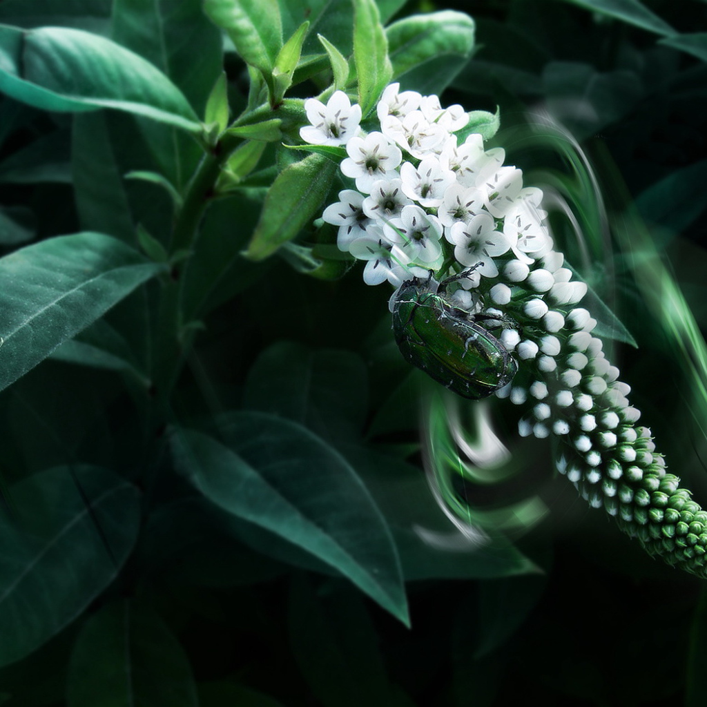 Жук на цветке