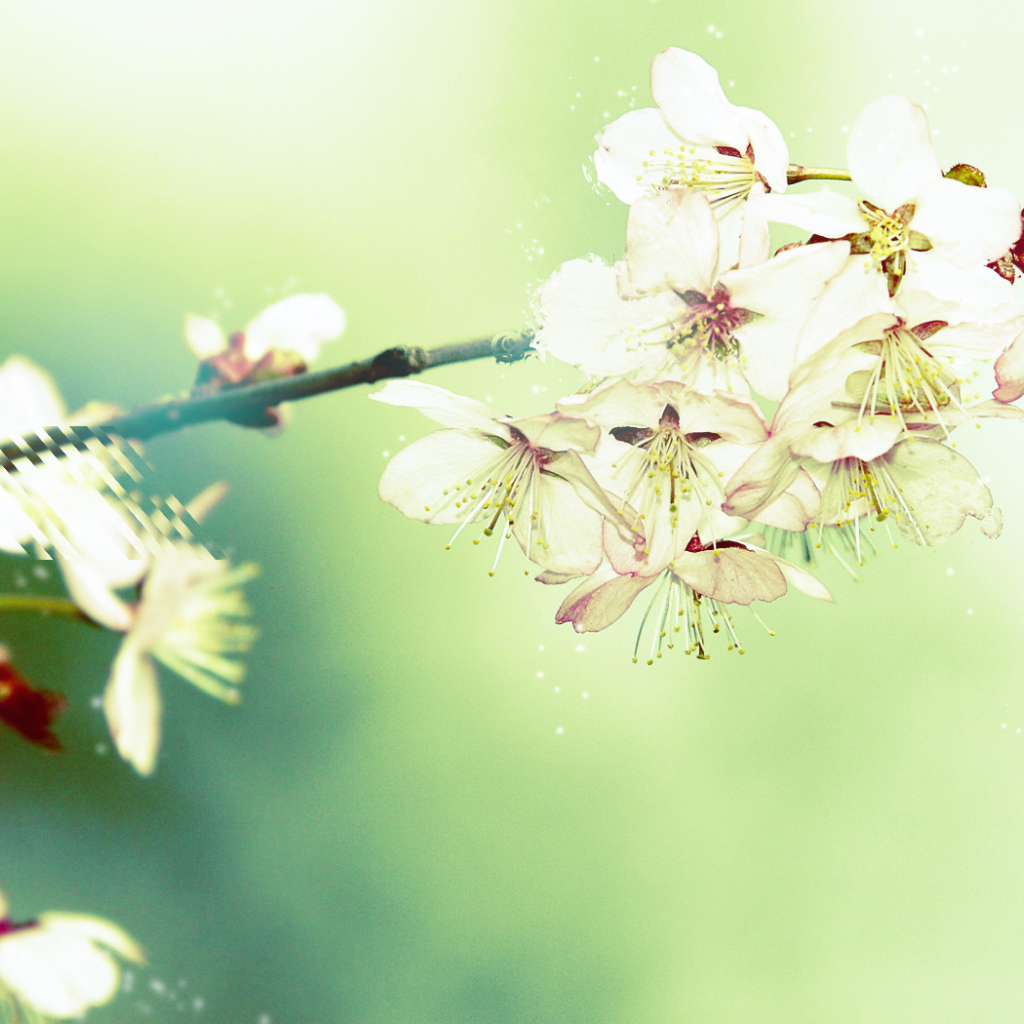 Цветущая вишня