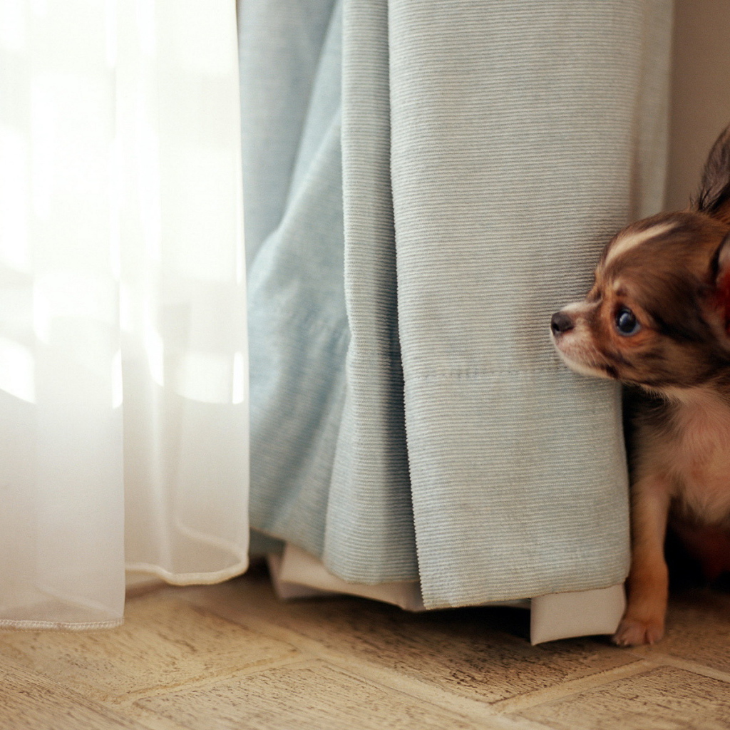 Собака в окне