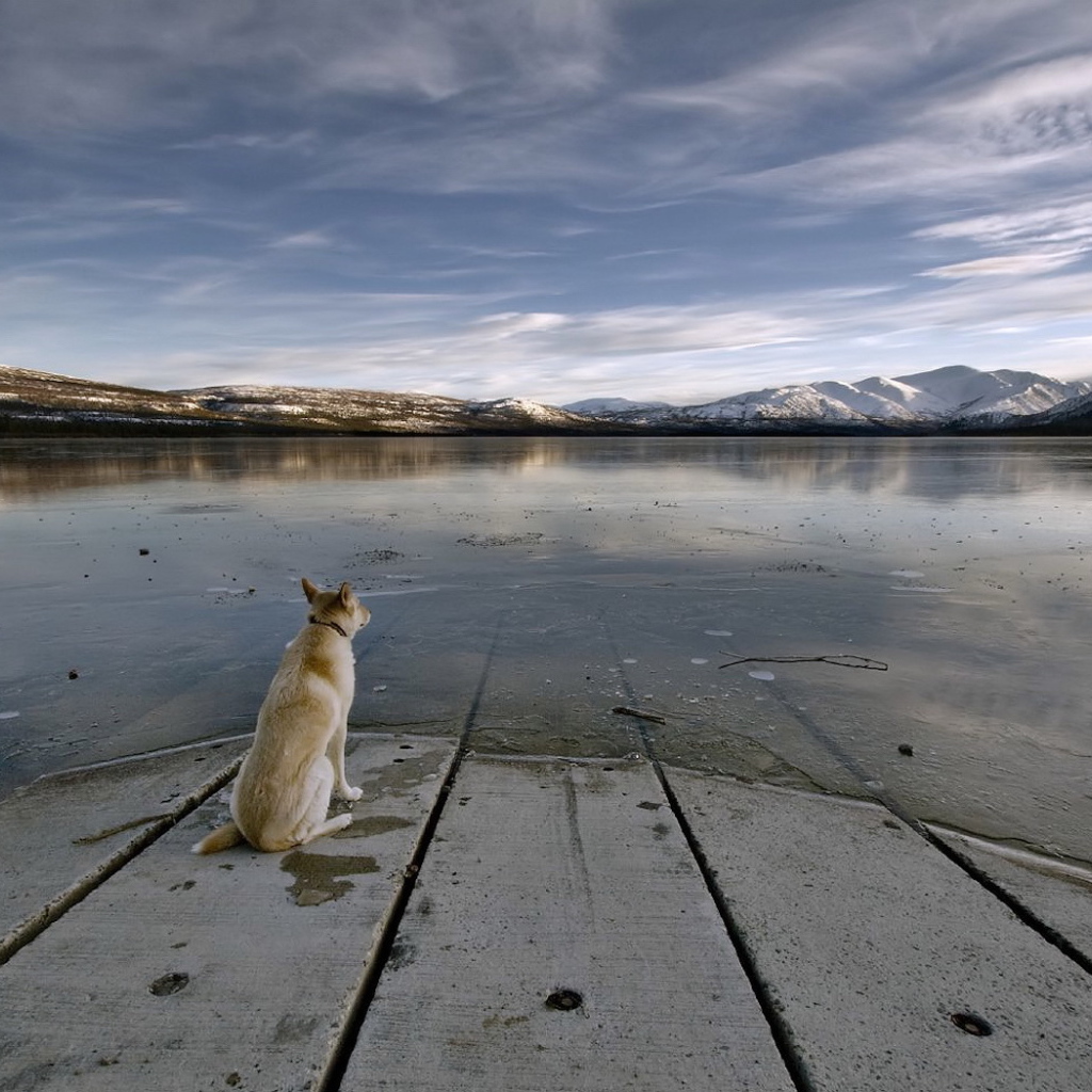 Dog staring at a lake
