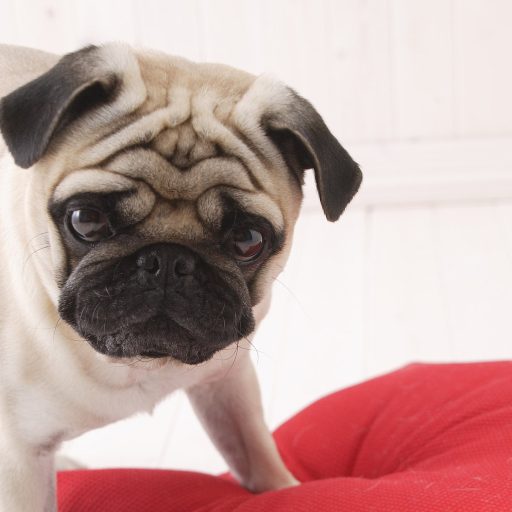 Взгляд собаки