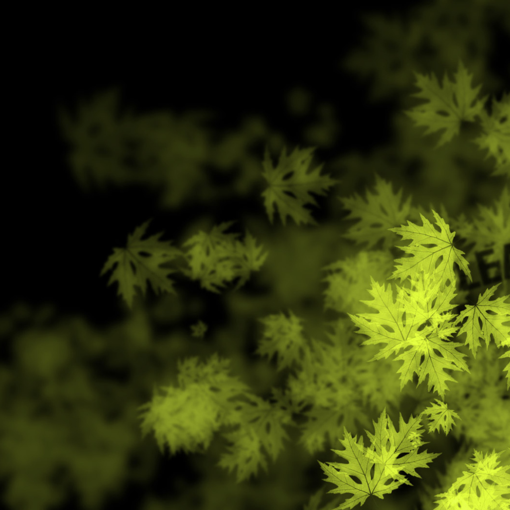 Кленовые листья