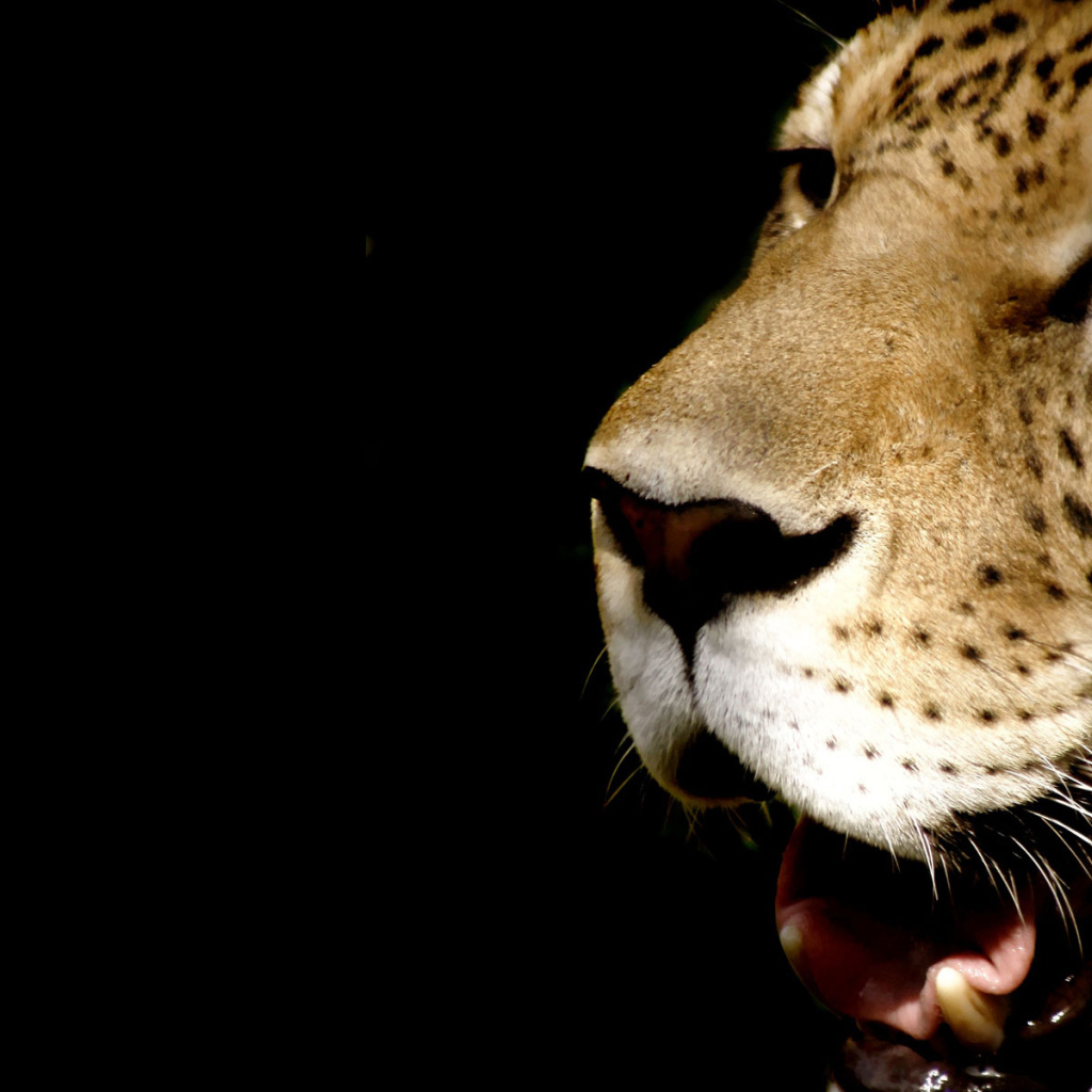 Морда леопарда