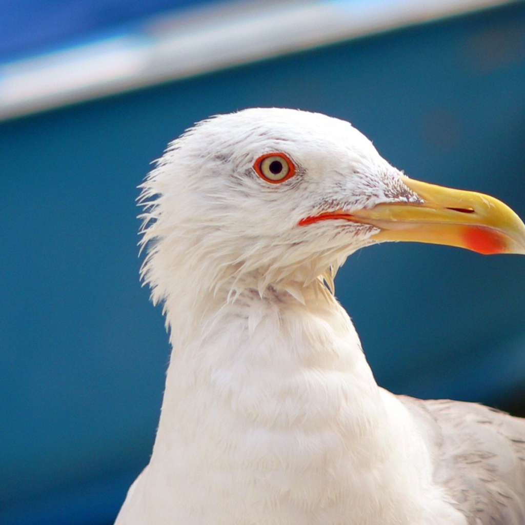 Чайка в Венеции