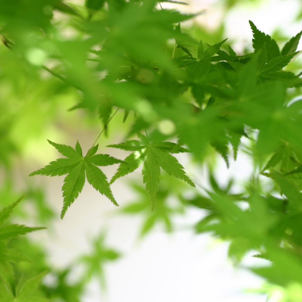 Зеленая листва