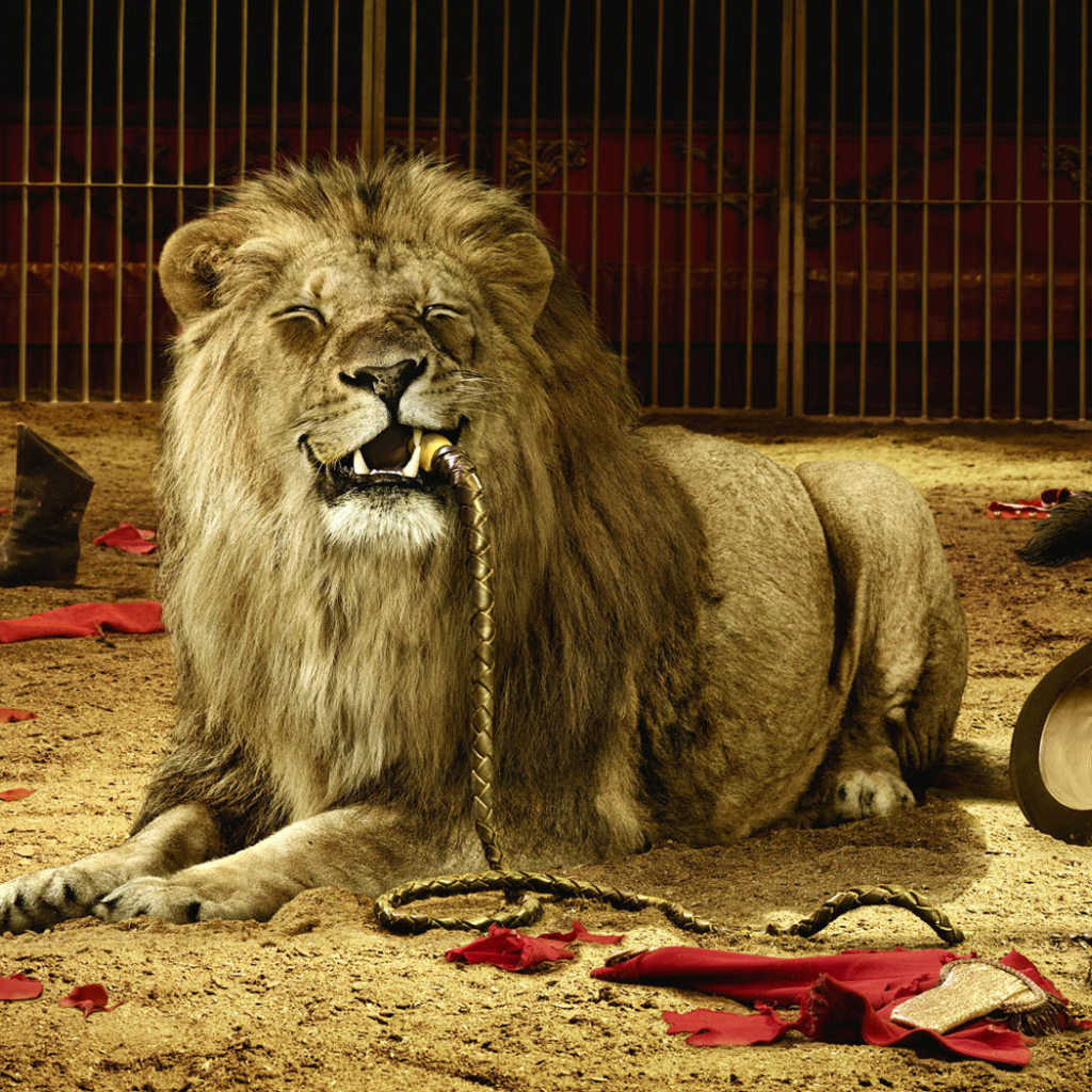 Плохой дрессировщик