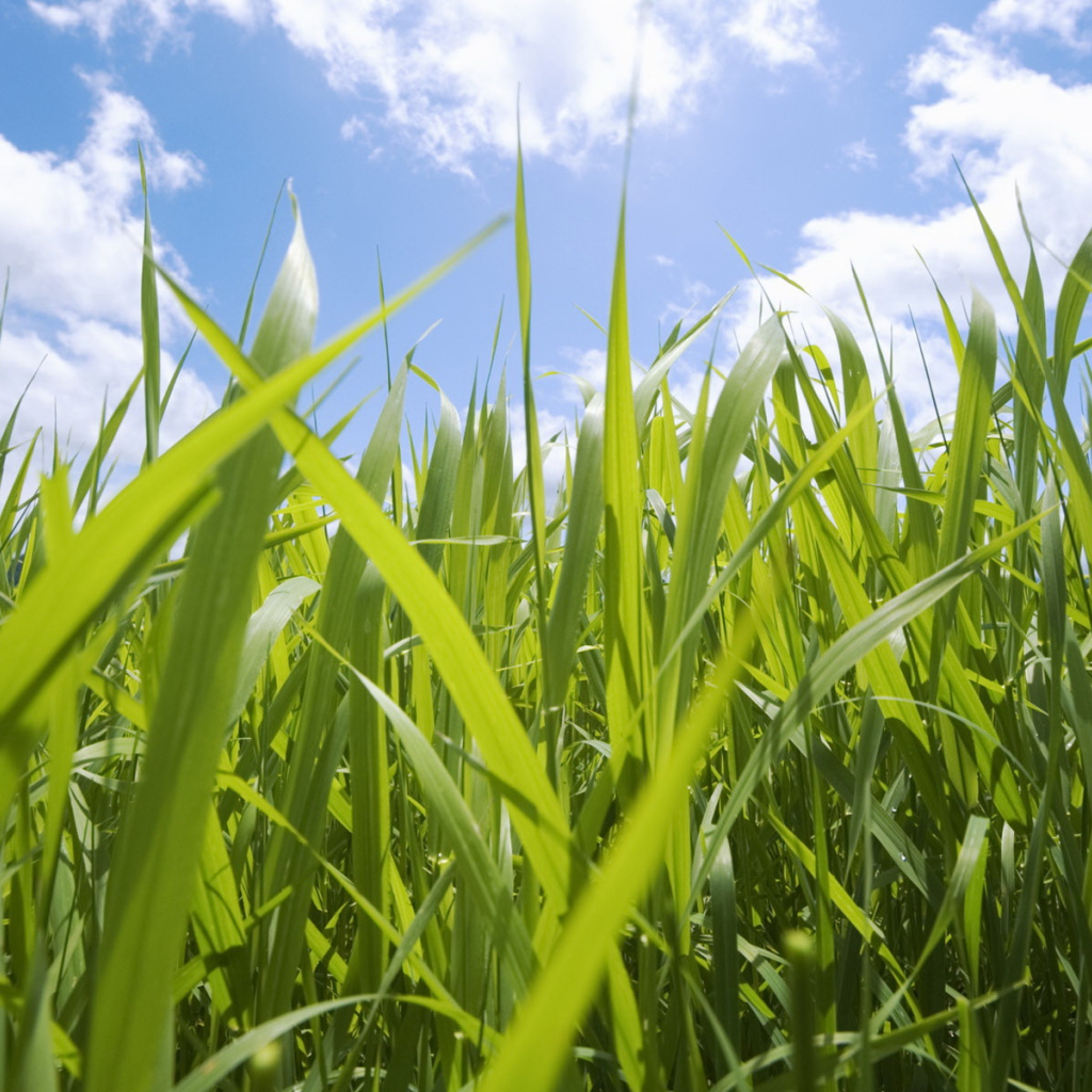 Кукурузные поля