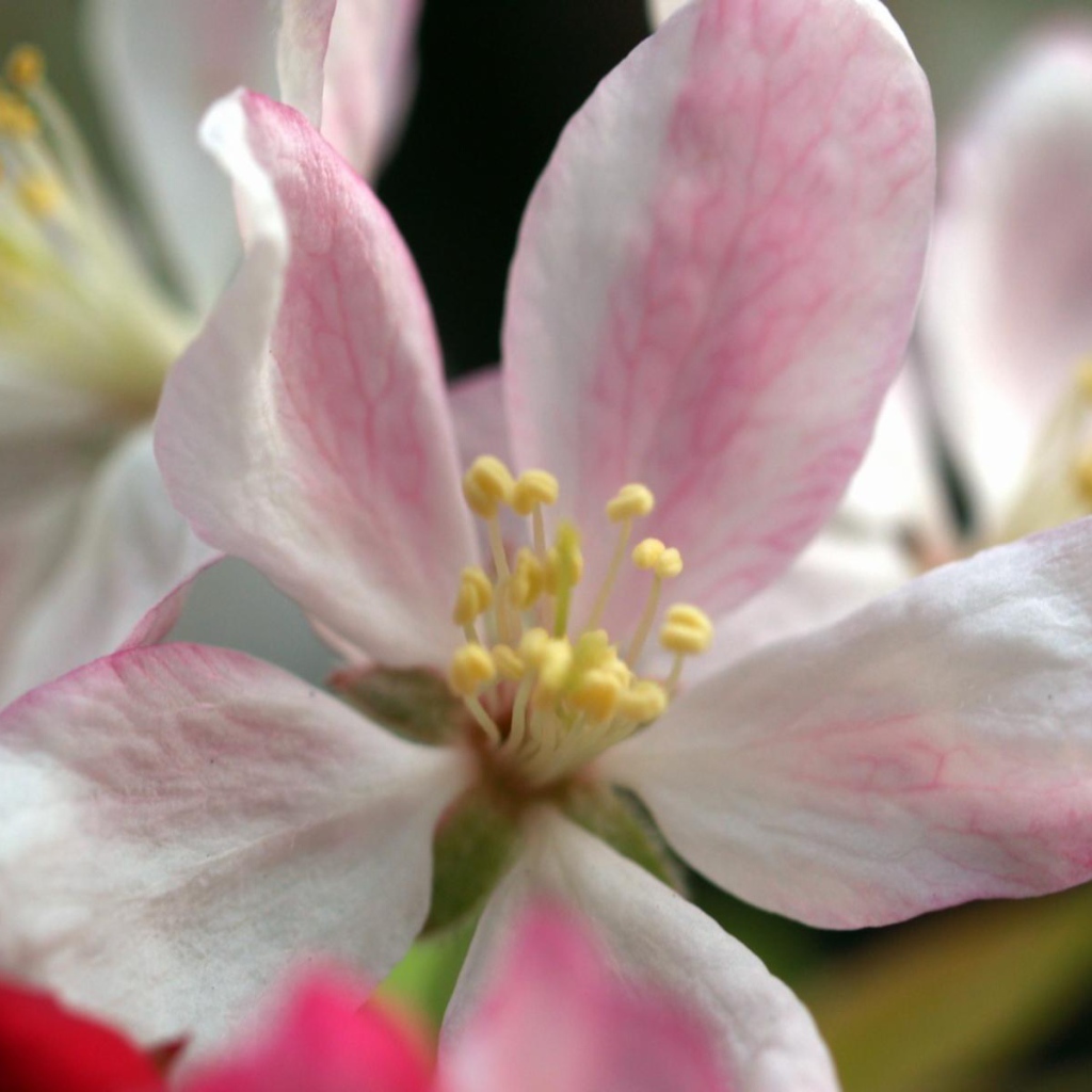 Пучок яблока