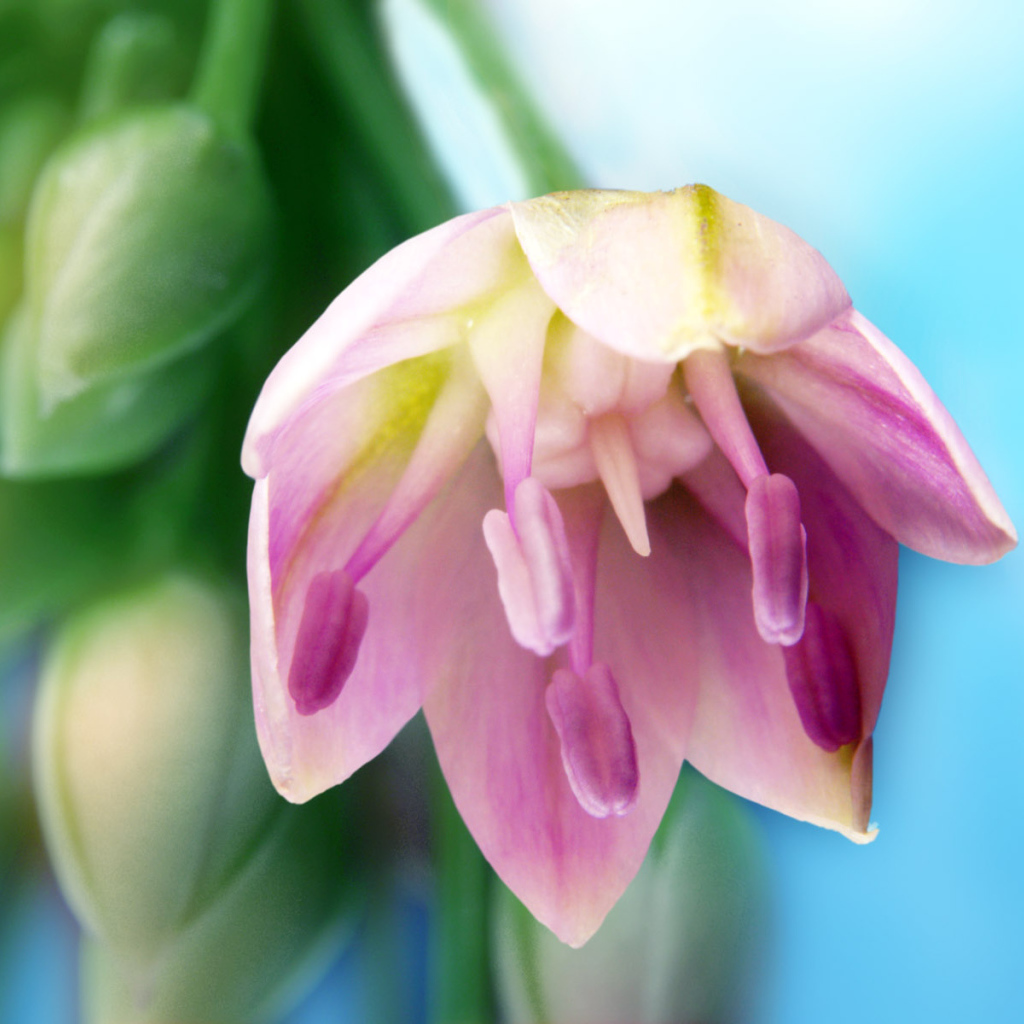 Искусство, Цветы