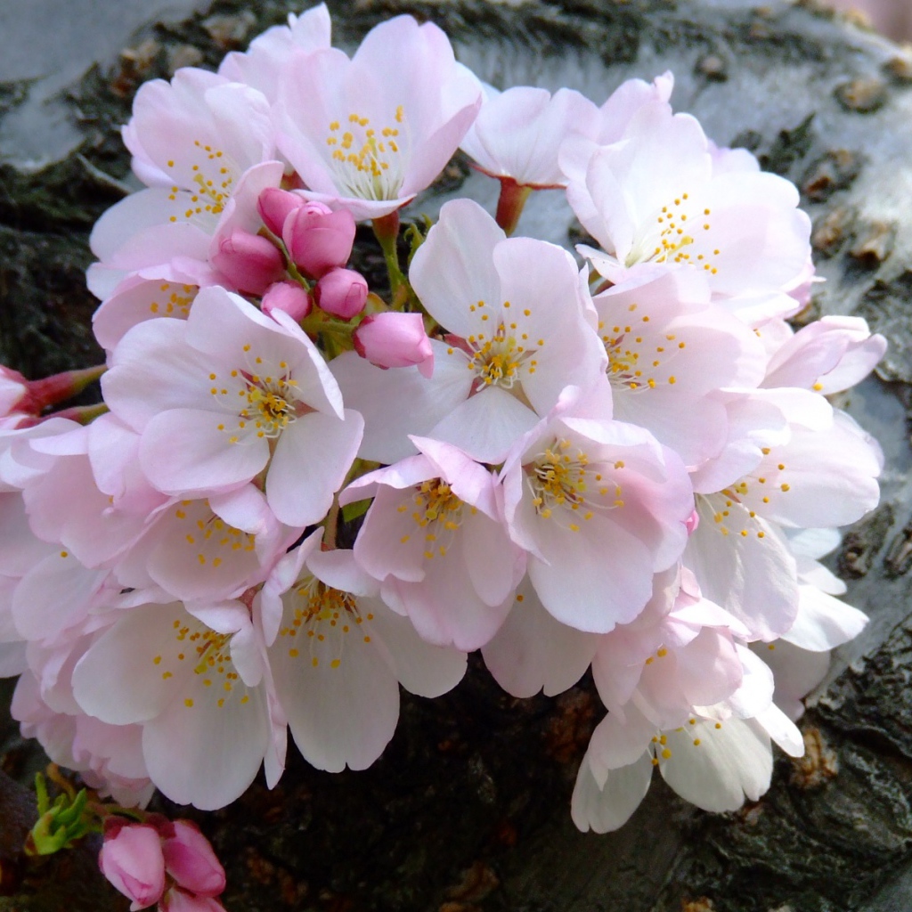 Цветущий букет