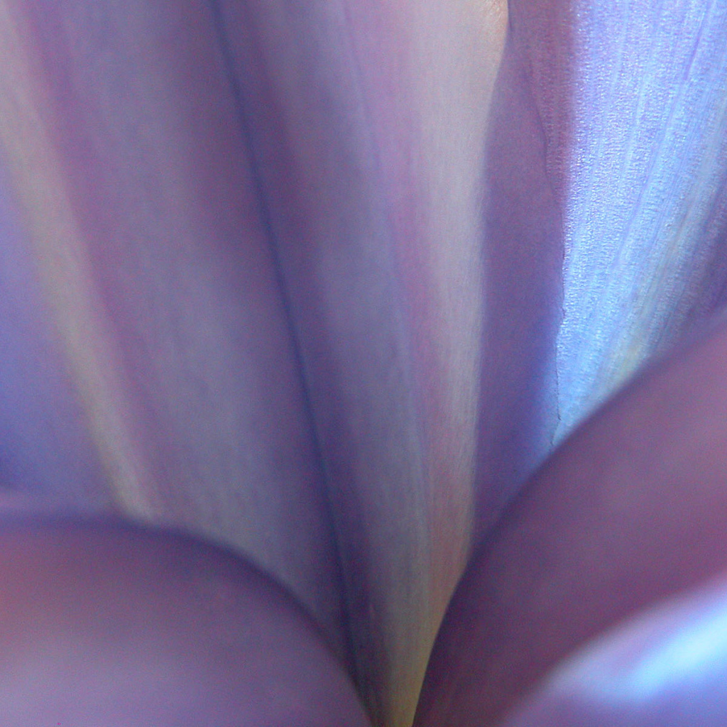 Синие цветы