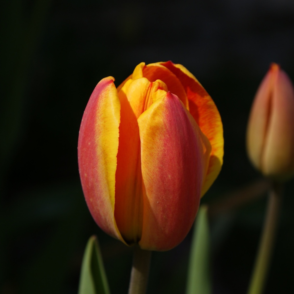 Зародыши, Цветы