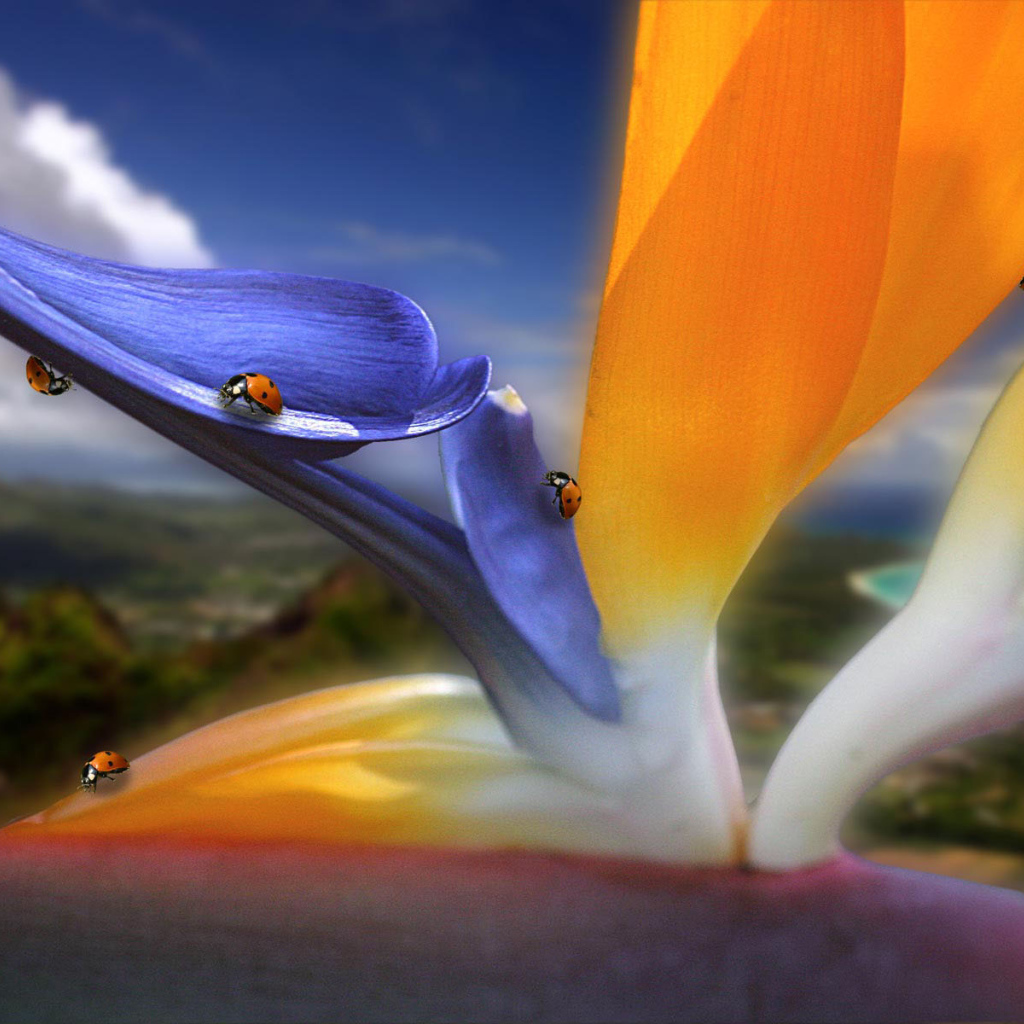 Жучки на цветах