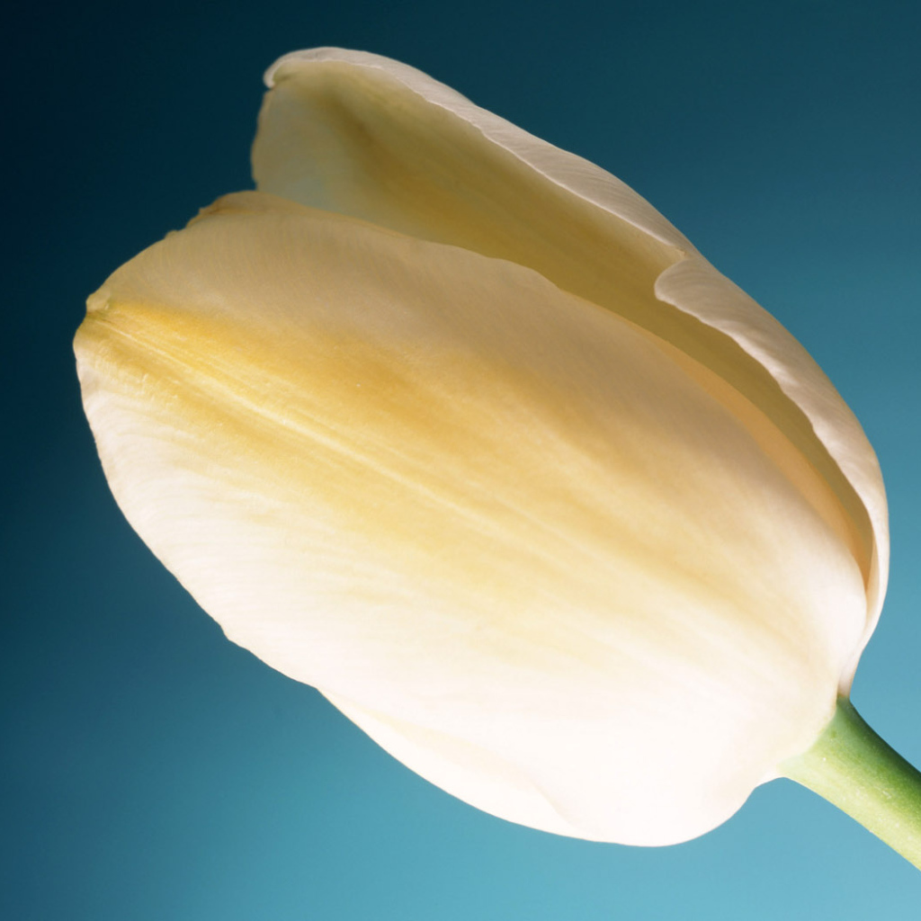 Тюльпан Сливок, Цветы