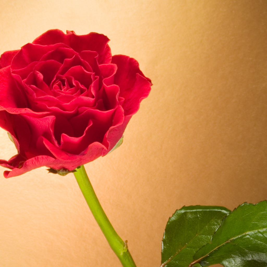 Вьющаяся Красная роза, Цветы