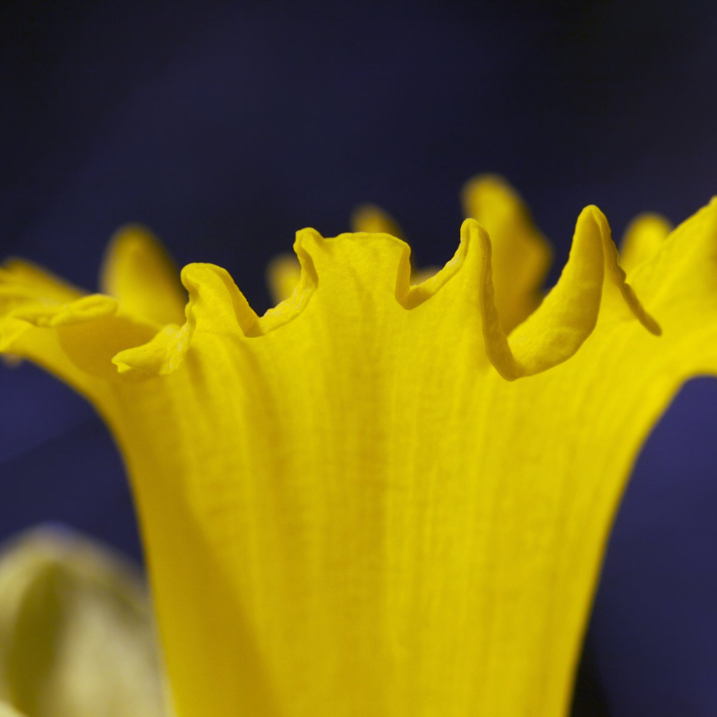 Труба Нарцисса, Цветы