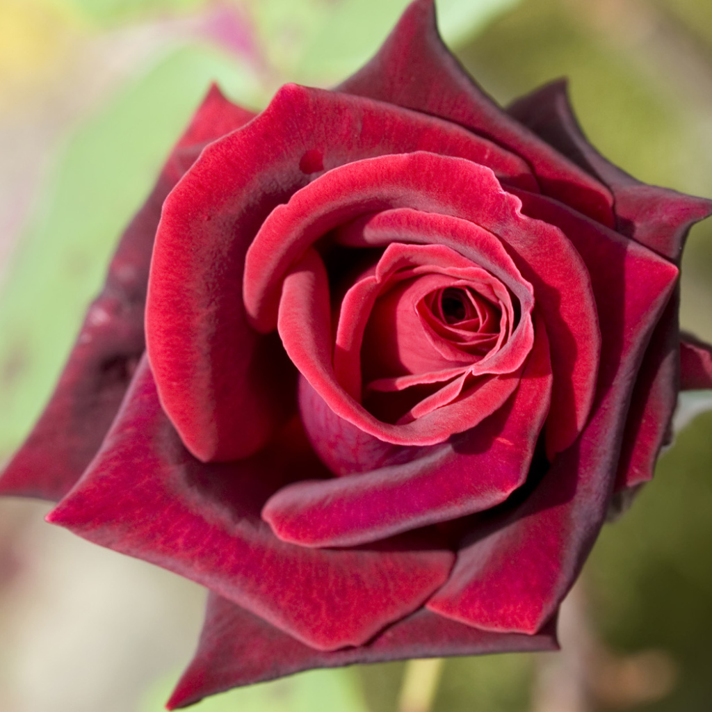 Глубокая красная роза, Цветы