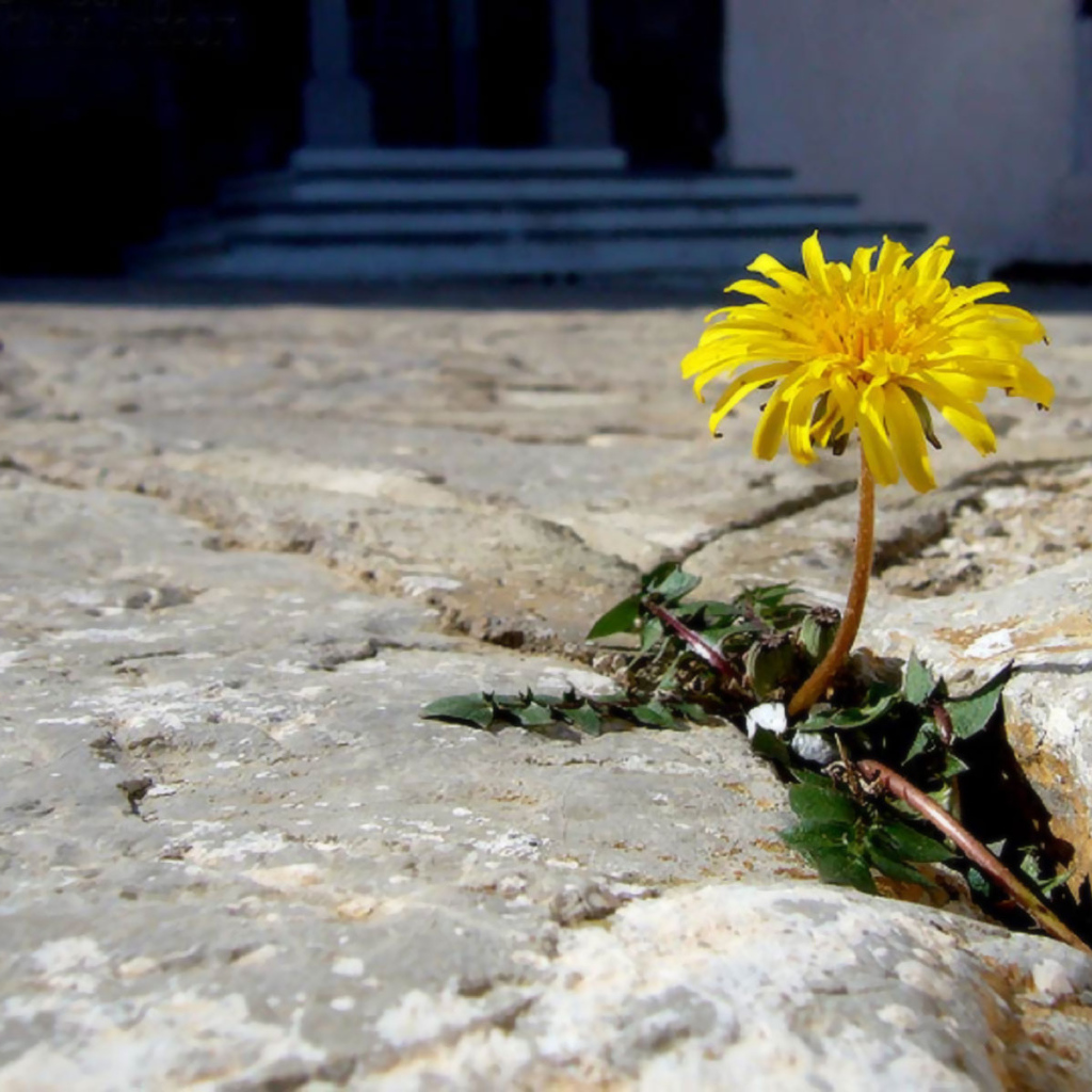 Трудное цветение, Цветы