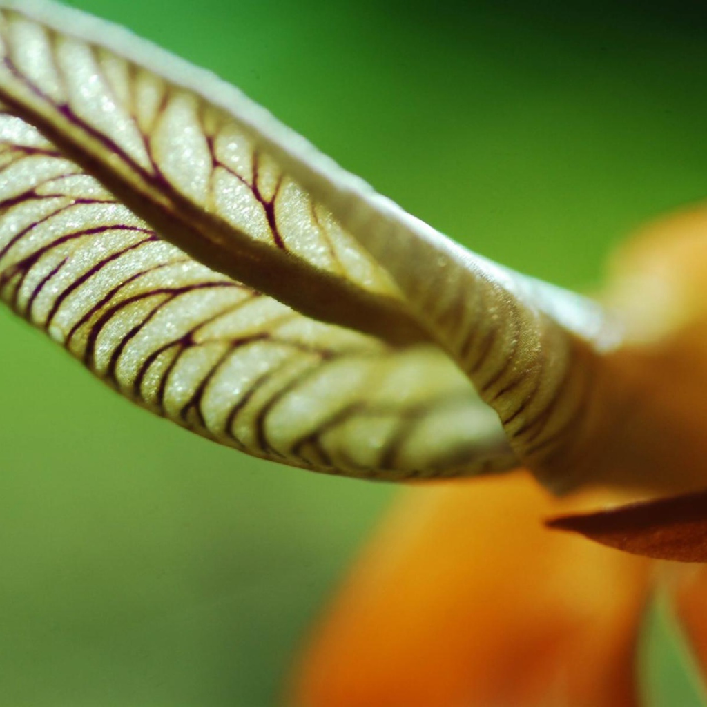 Лист уха, Цветы