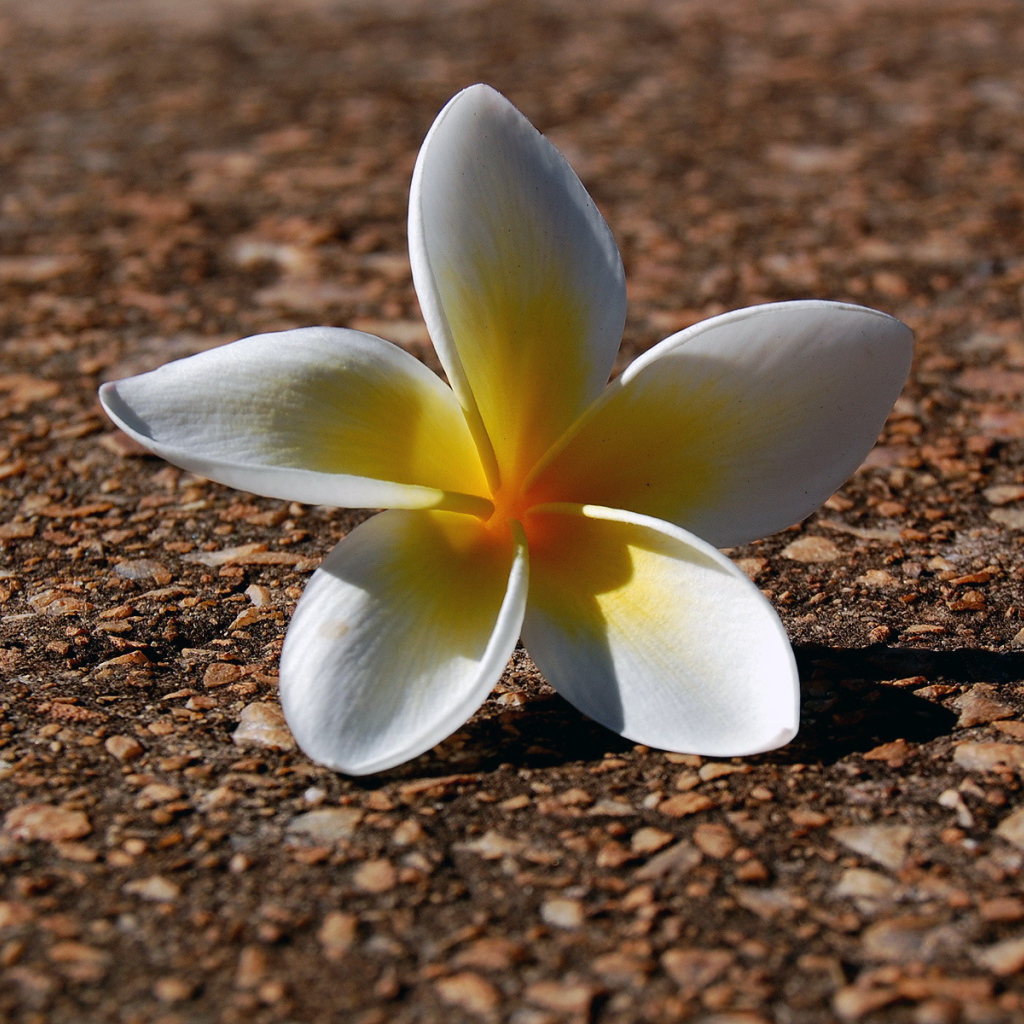 Ложащийся цветок, Цветы