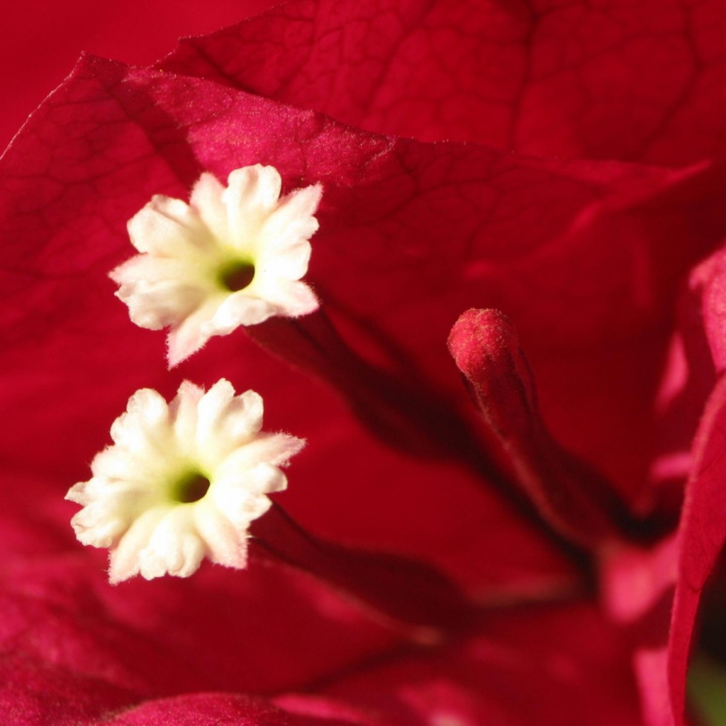 Эмоции Цветов, Цветы