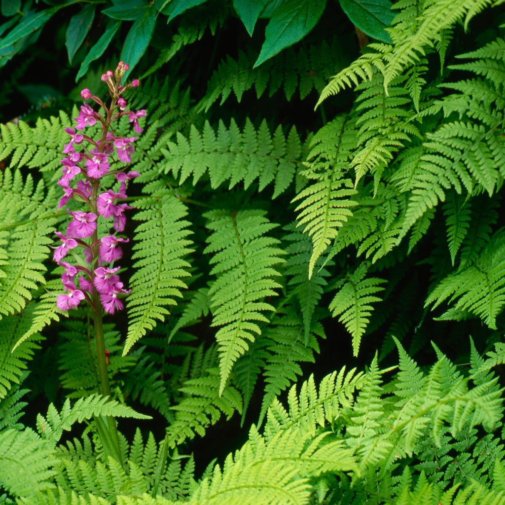 Орхидея Fringed, Цветы