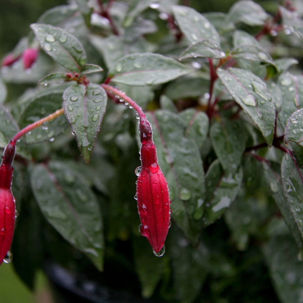 Fusia после дождя, Цветов