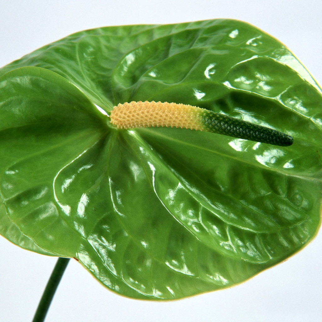 Зеленый Anturium, Цветы