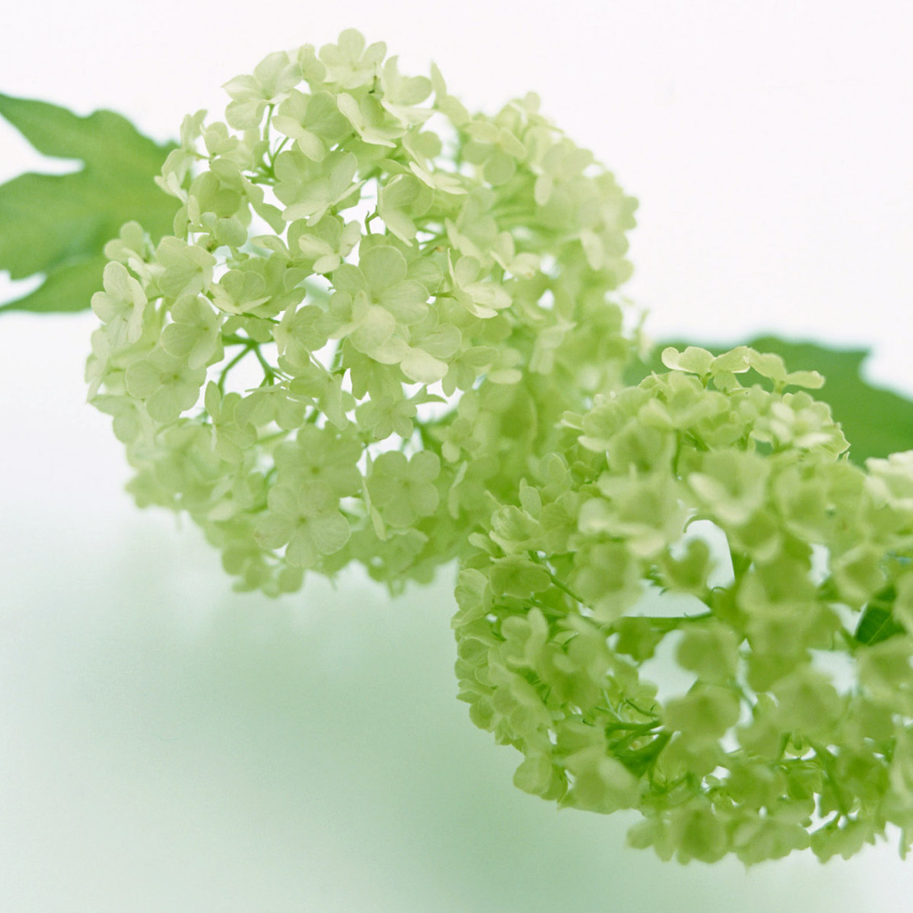 Зеленый, Цветы