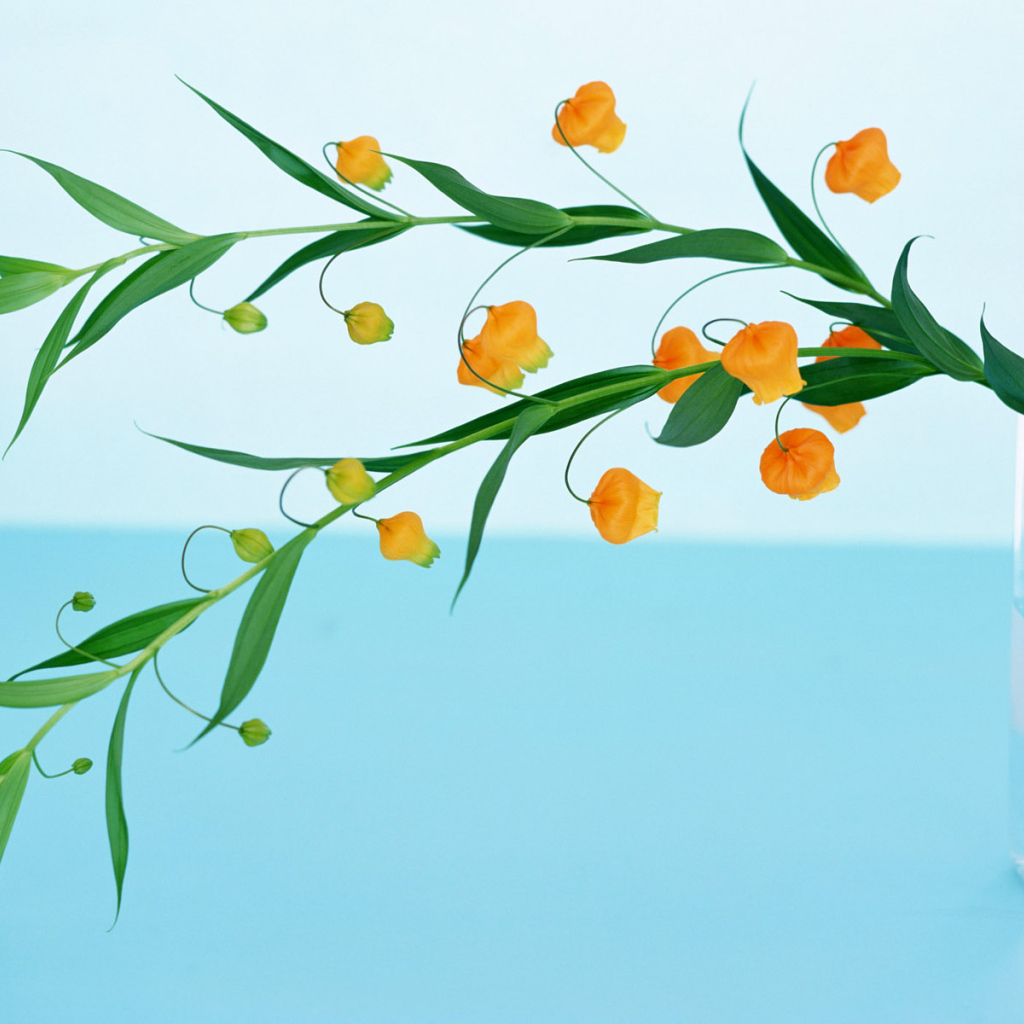 Домашние цветы