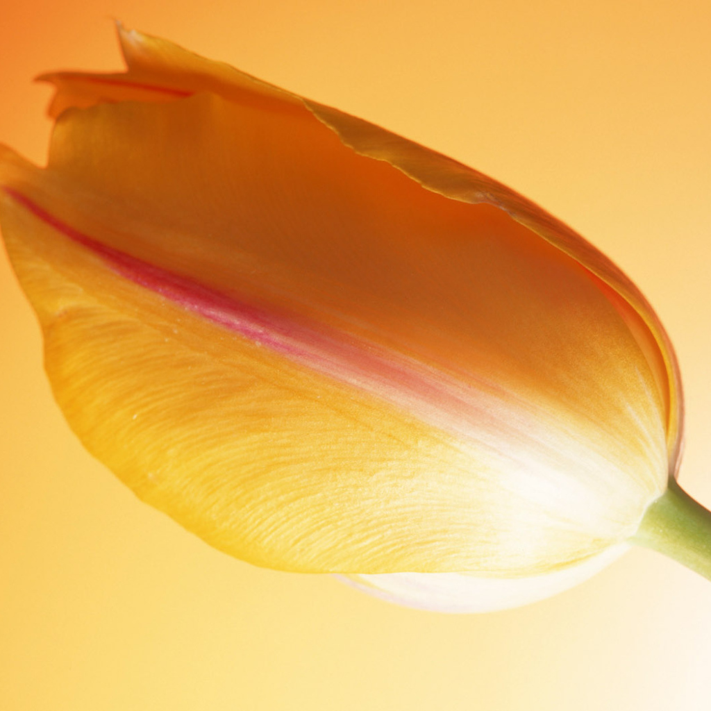 Горячий тюльпан, Цветы