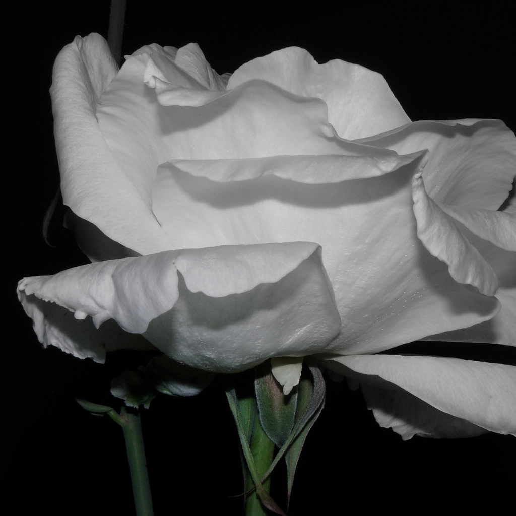 Холодная роза