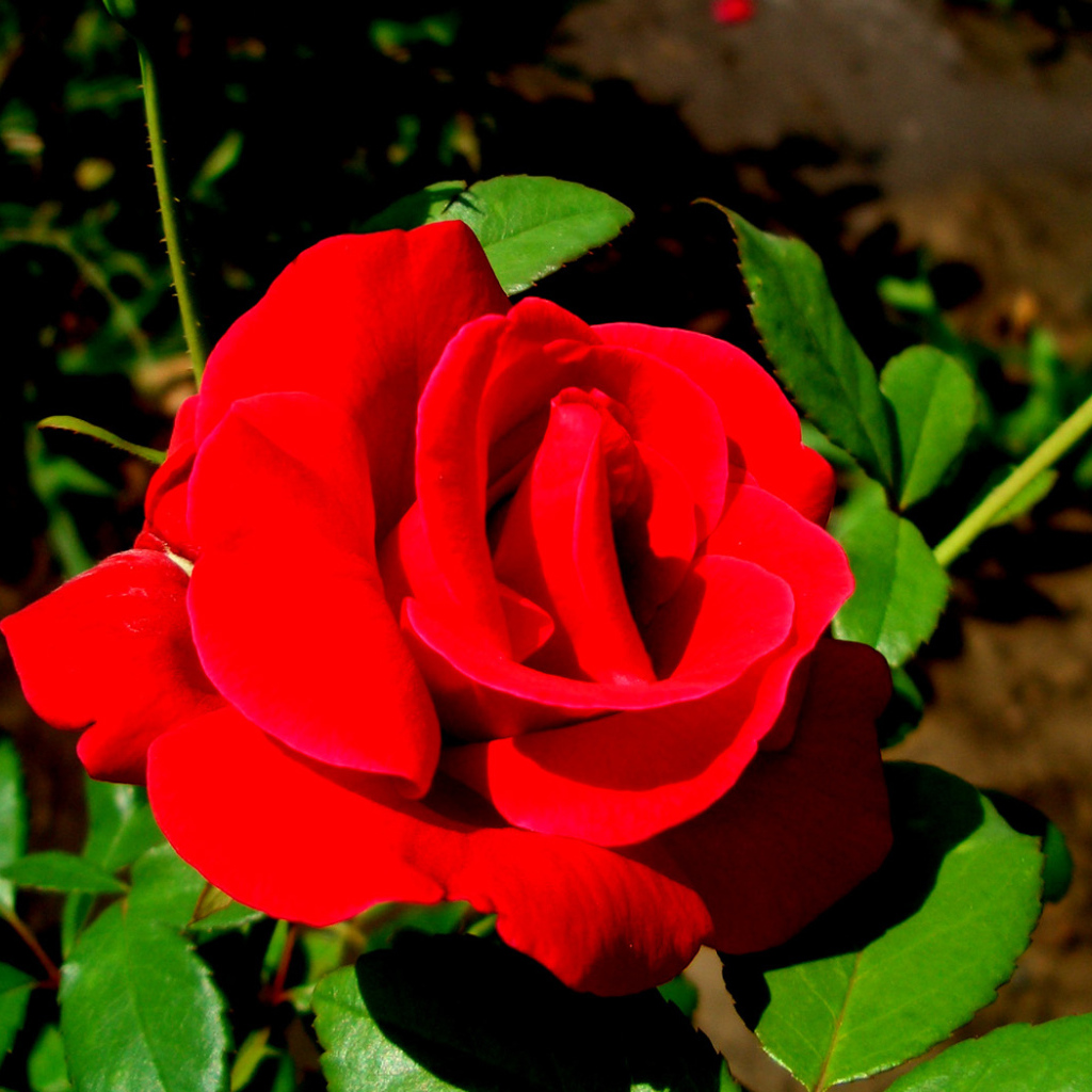 Роза - цветы