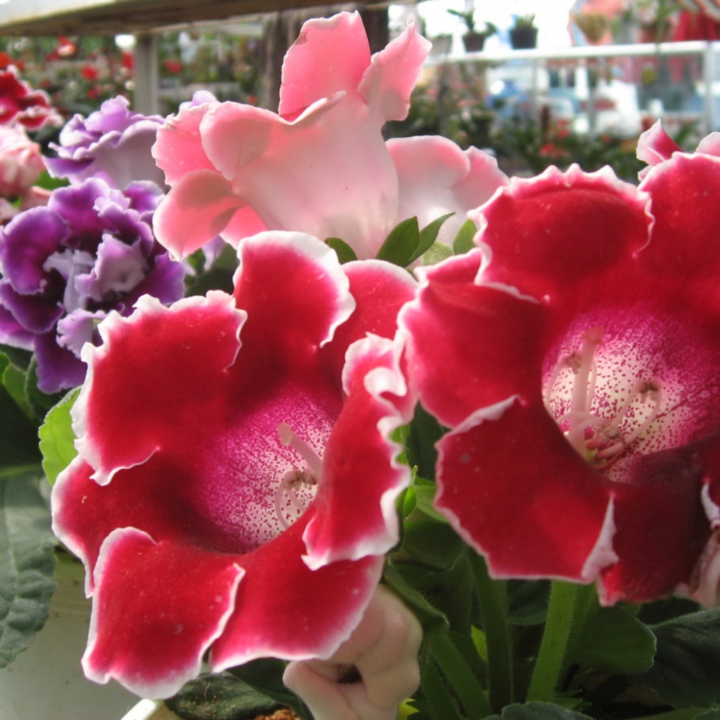 Розы Японии, Цветы