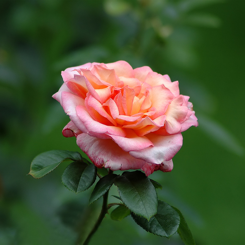 Одинокие чувства, Цветы