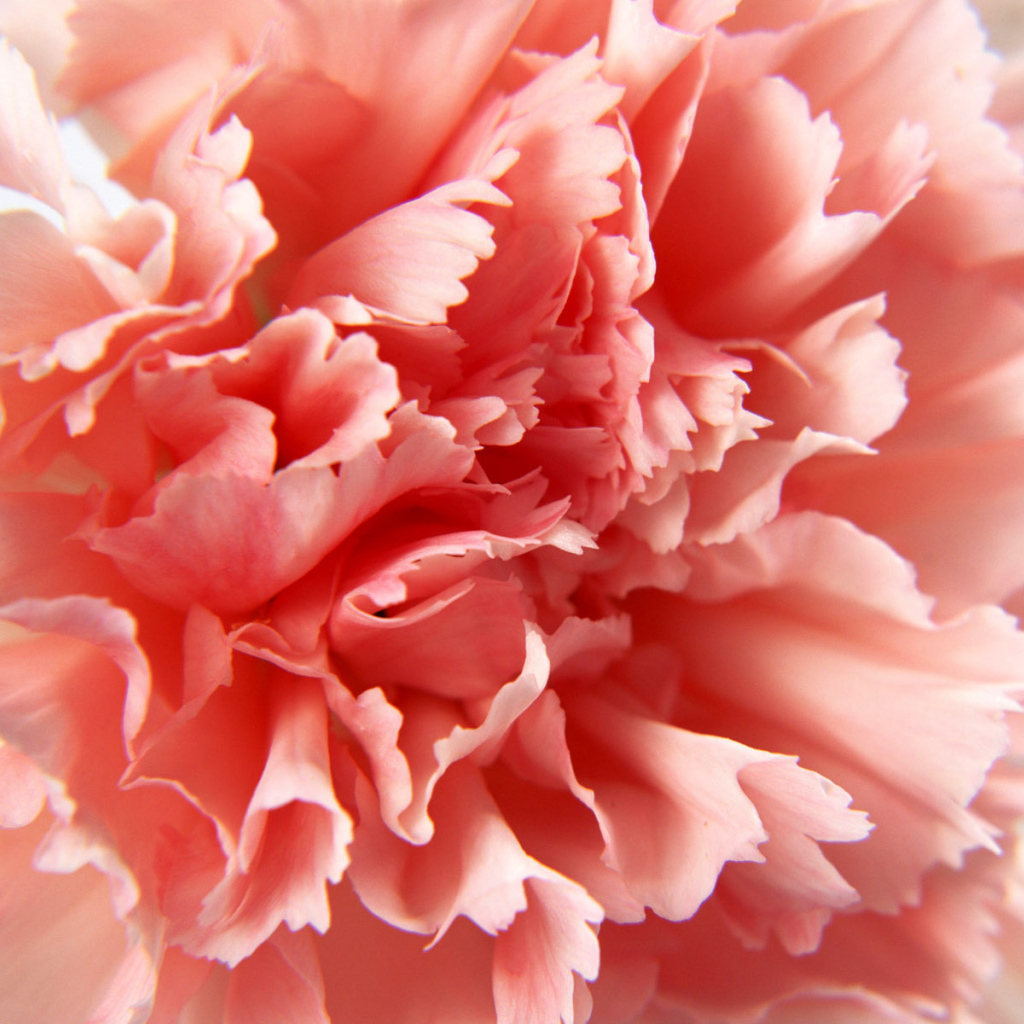 Макро-Гвоздика, Цветы