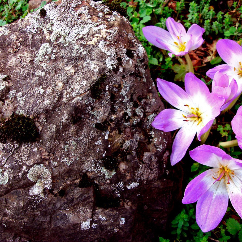 Сиреневый, Цветы
