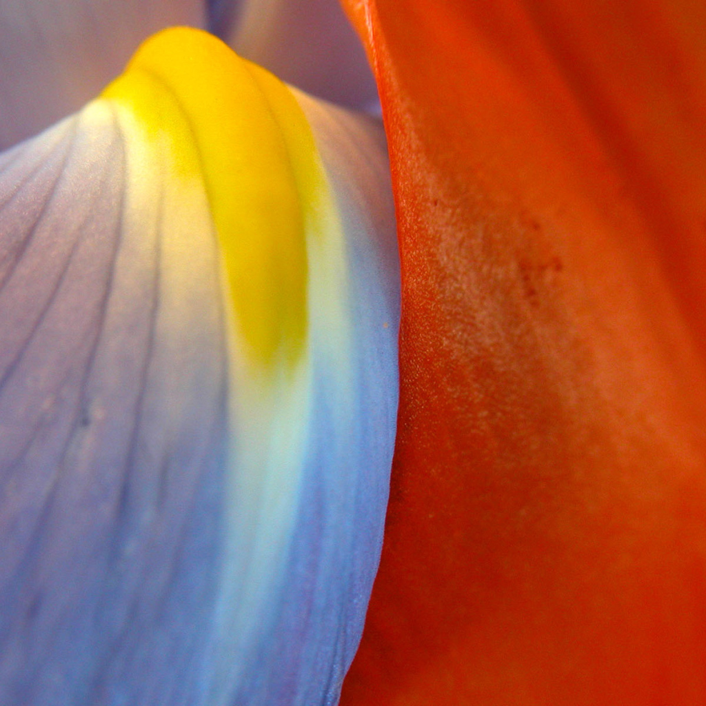 Многокрасочность, Цветы