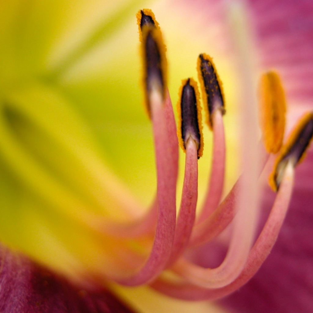 Хороший цветок