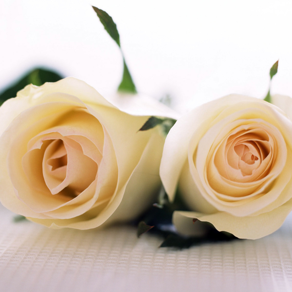 Пара роз, Цветов