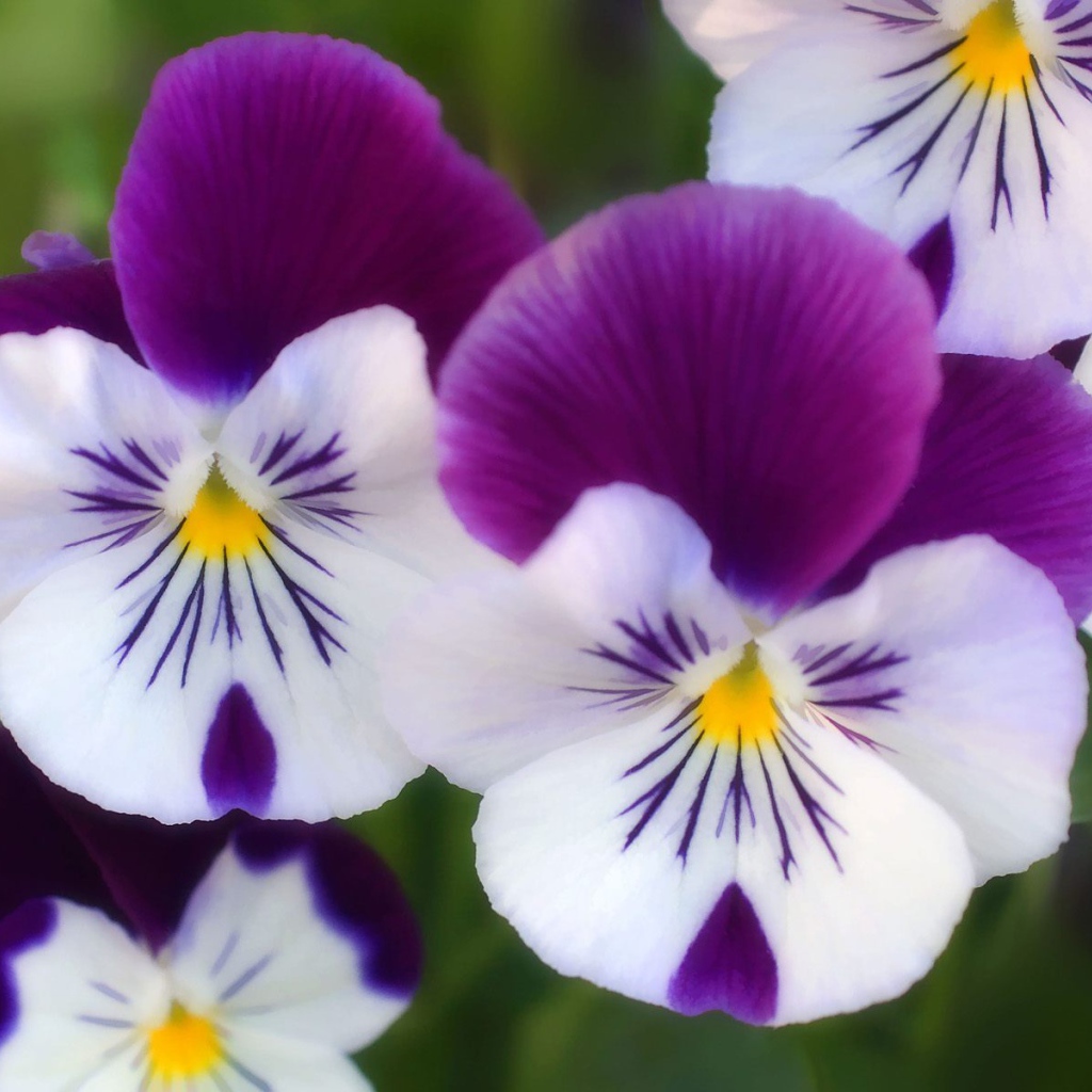 Цветы парка