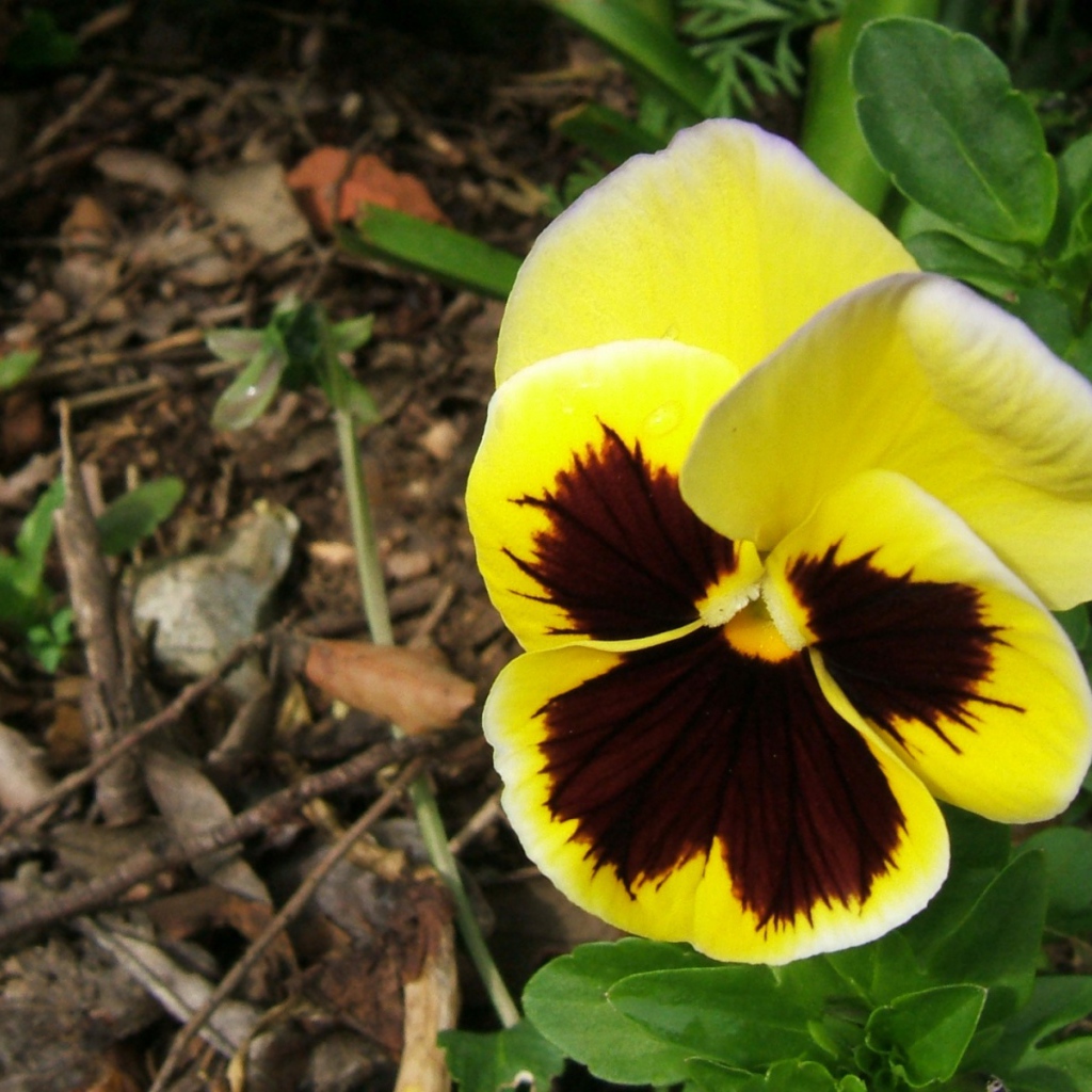 Прекрасная любовь, Цветы